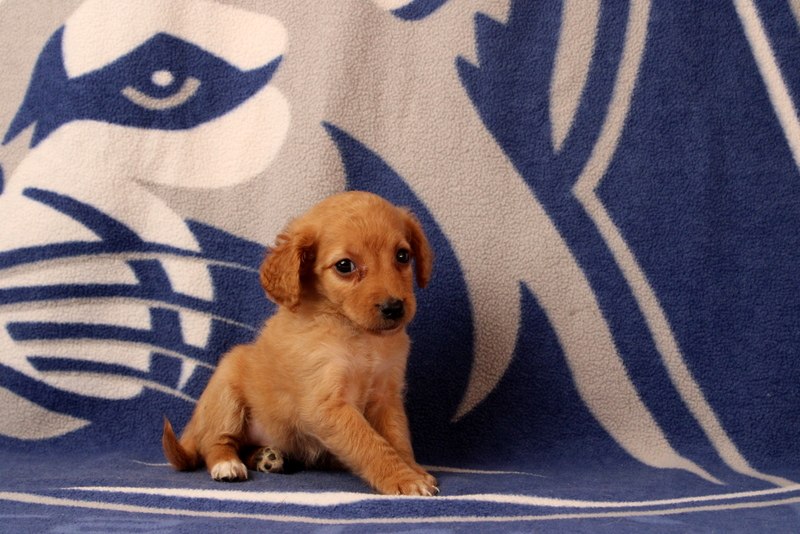 puppy, for, sale, Mini Goldendoodle F2B, Matthew B. Stoltzfus, dog, breeder, Gap, PA, dog-breeder, puppy-for-sale, forsale, nearby, find, puppyfind, locator, puppylocator, aca